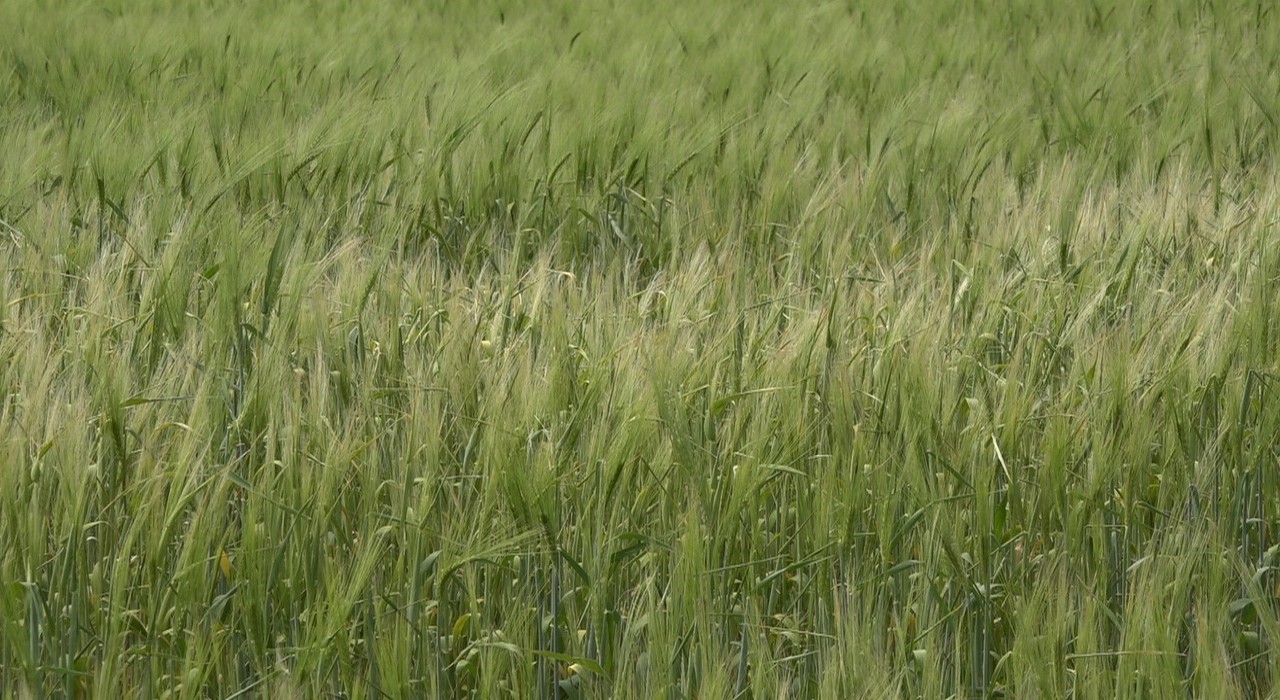 Trakyalı çiftçilerin umutlu bekleyişi