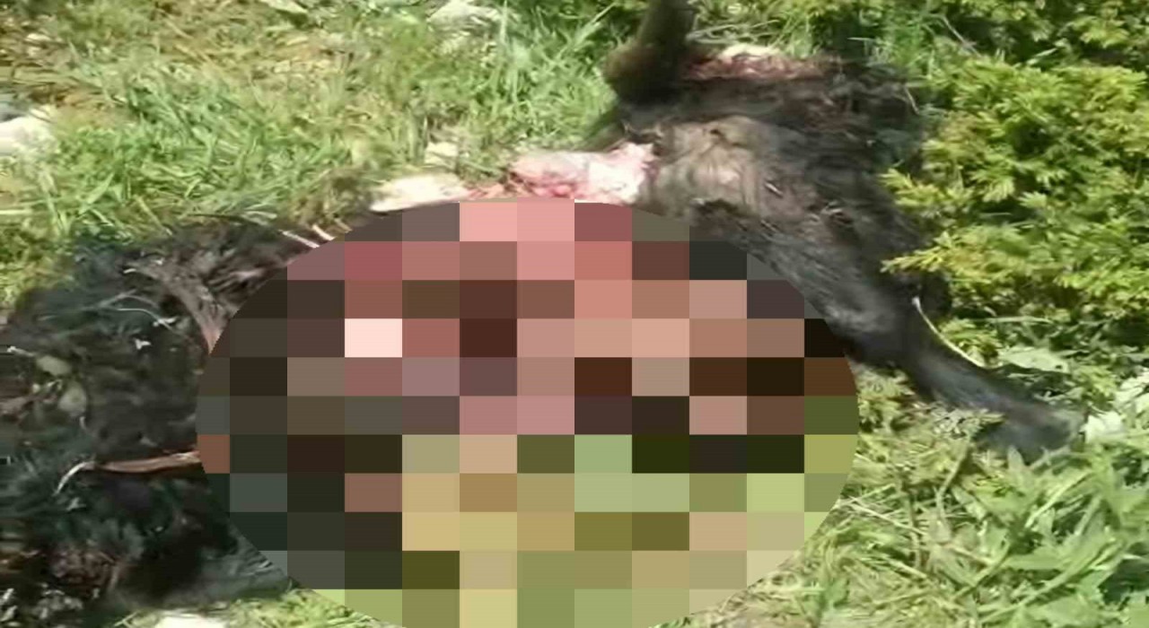 Tuncelide ayı dehşeti: Bir kişi yaralandı, 31 küçükbaş hayvan telef oldu