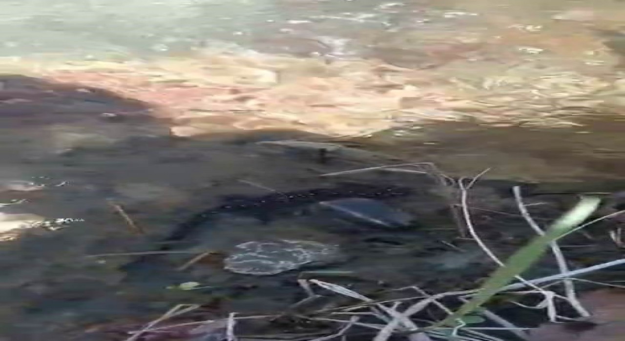 Tuncelide nesli tehdit altındaki benekli semender görüntülendi