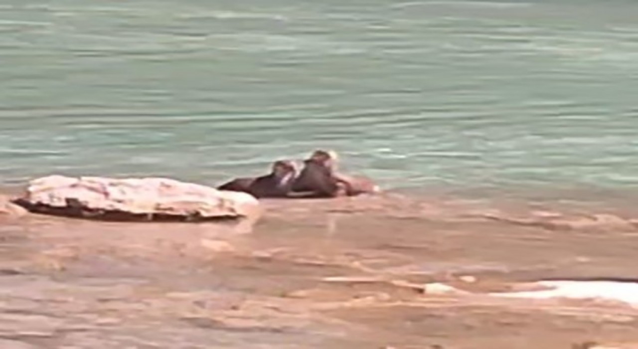 Tuncelide su samurları görüntülendi