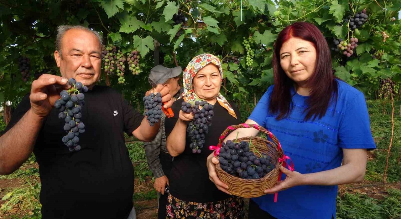 Turfanda Siyah İnci hasadı başladı