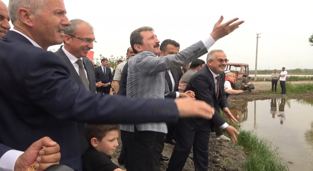 Türkiyenin ikinci büyük çeltik üretim merkezi Bafra Ovasında 10. Çeltik Ekim Günü