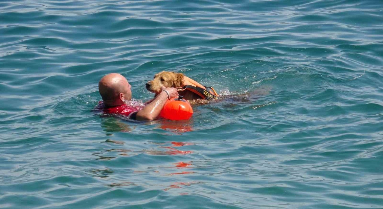 Türkiyenin ilk sivil sualtı kurtarma köpeği Zeyna, görev için gün sayıyor