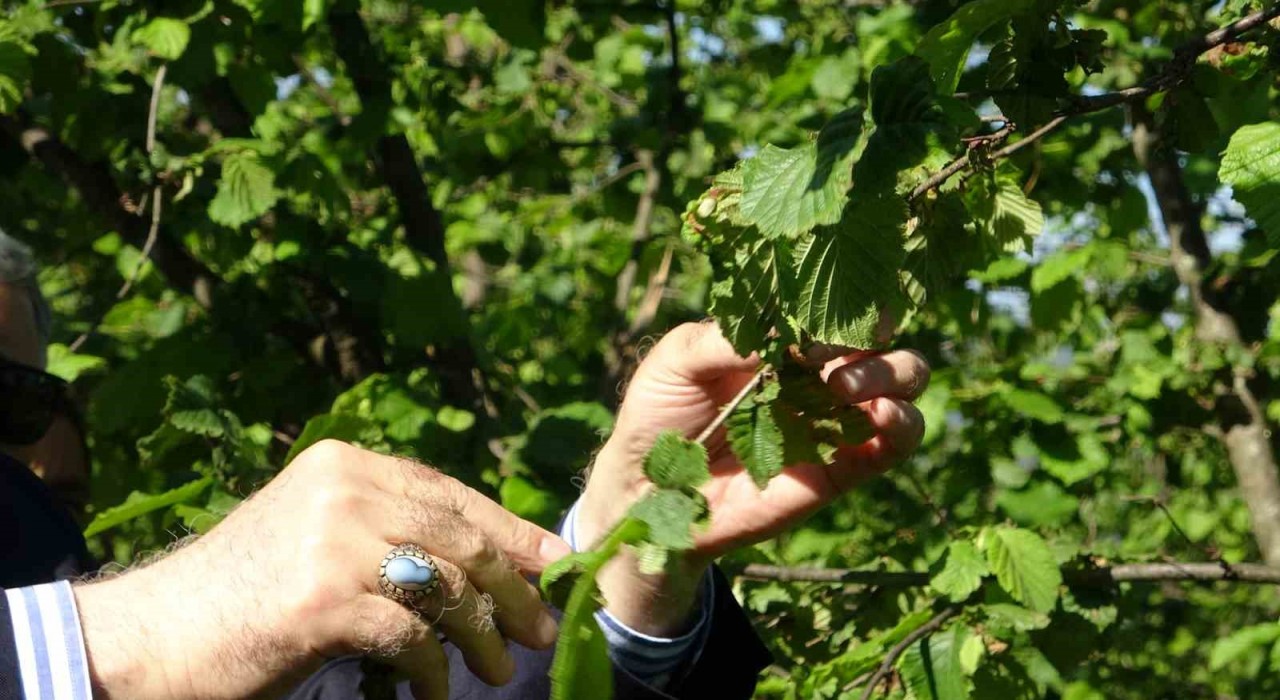 TZOB Genel Başkanı Bayraktar, Giresunda zirai don incelemesinde bulundu
