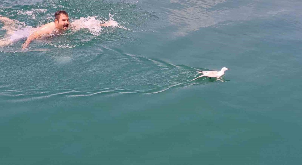 Uçamadığı için barajda mahsur kalan martıyı tekne çalışanı kurtardı