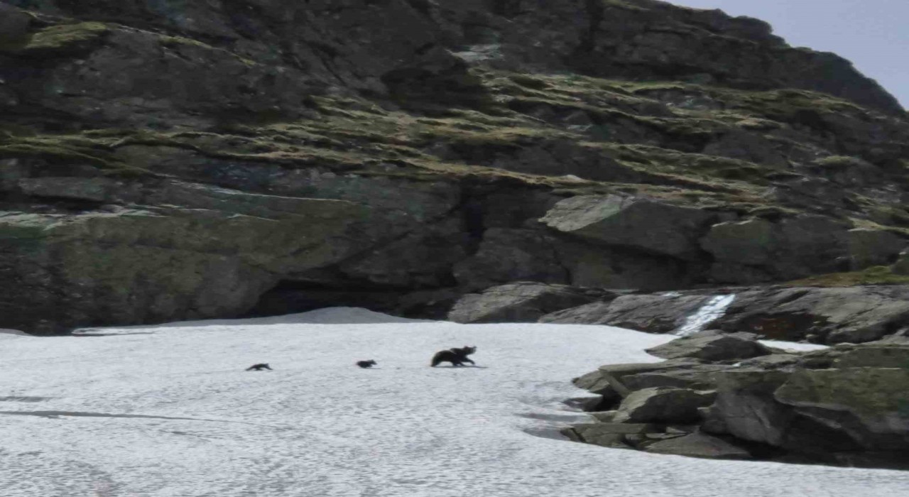 Uludağda kış uykusundan uyanan ayı ailesi görüntülendi