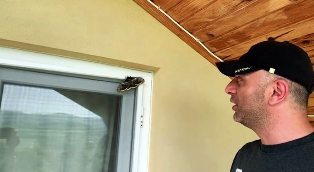 Ünlü ressam Vincent Van Goghun ilham kaynağı Sakaryada görüldü