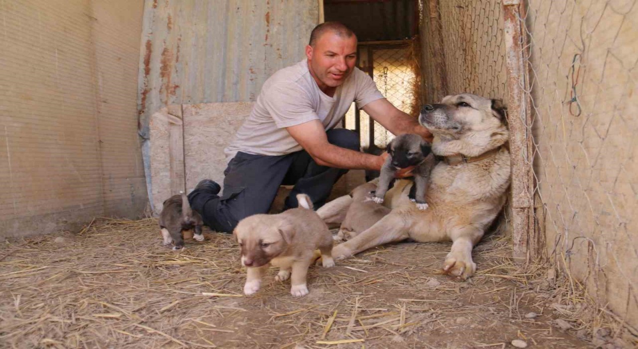Uzmanı açıkladı: Kangallar, düşmanı olan kurtların yavrusuna bile sahip çıkar