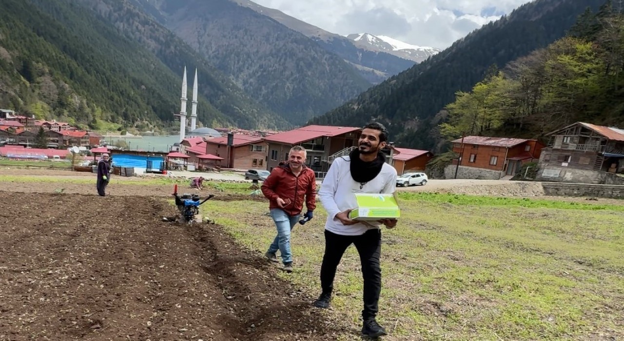 Uzungölde Arap turistler, tarlada mısır eken vatandaşlara hurma dağıttı, tarla belledi