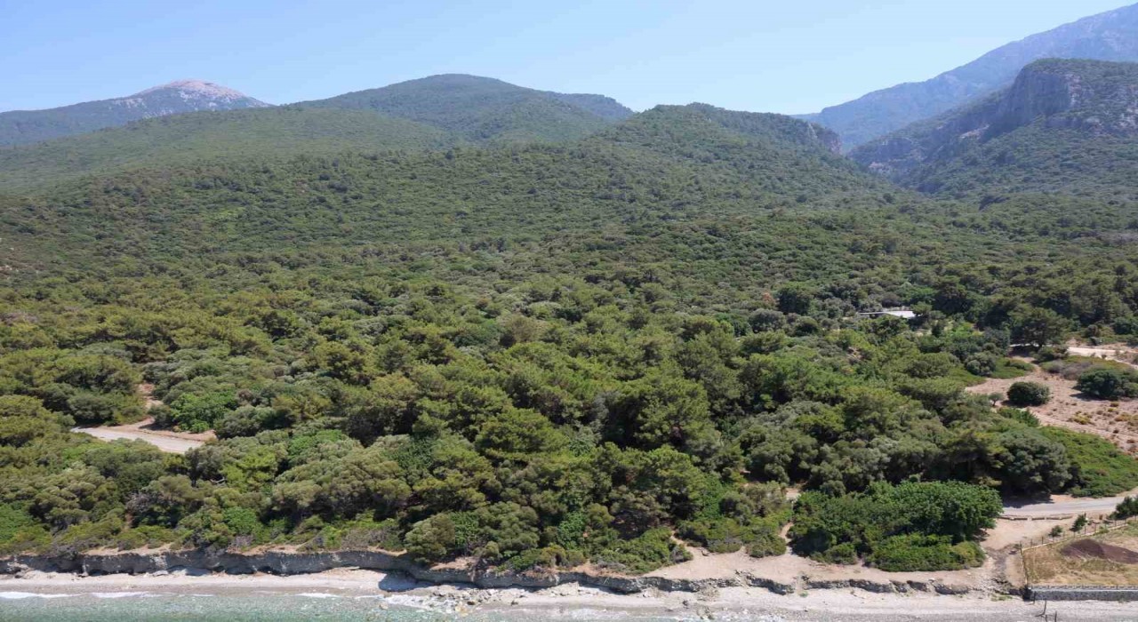 Valilik önlem aldı, ormanlık alanlara girişler yasaklandı