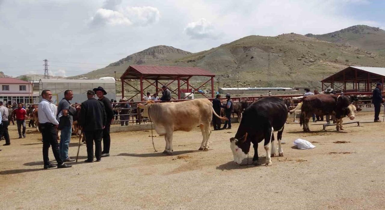 Vanda kurbanlıklar görücüye çıktı