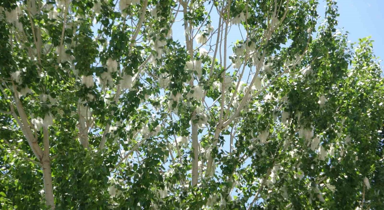 Vanda polen yoğunluğu alerjik hastaları tehdit ediyor