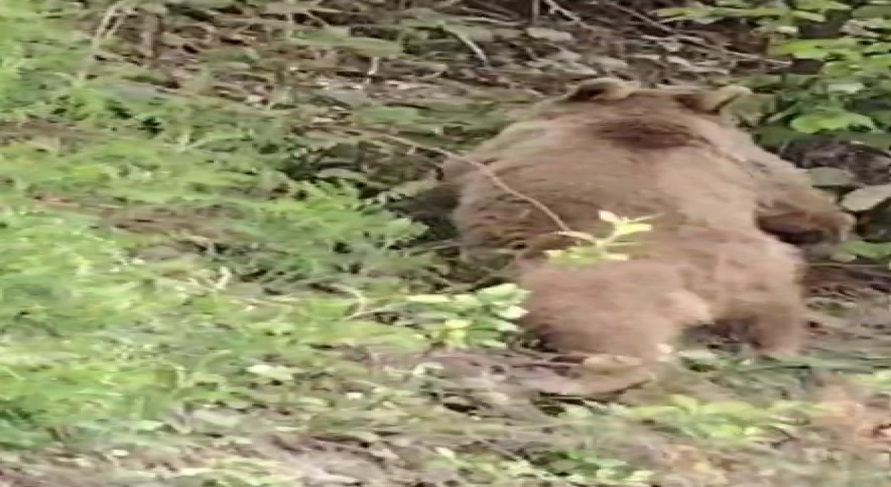 Vatandaşların ayıyla gülümseten sohbeti kameraya yansıdı