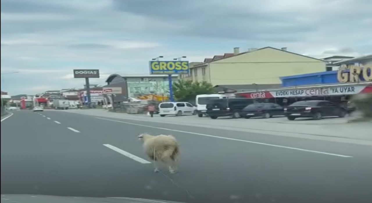 Yalovada kaçak kurbanlık koyun trafiği birbirine kattı
