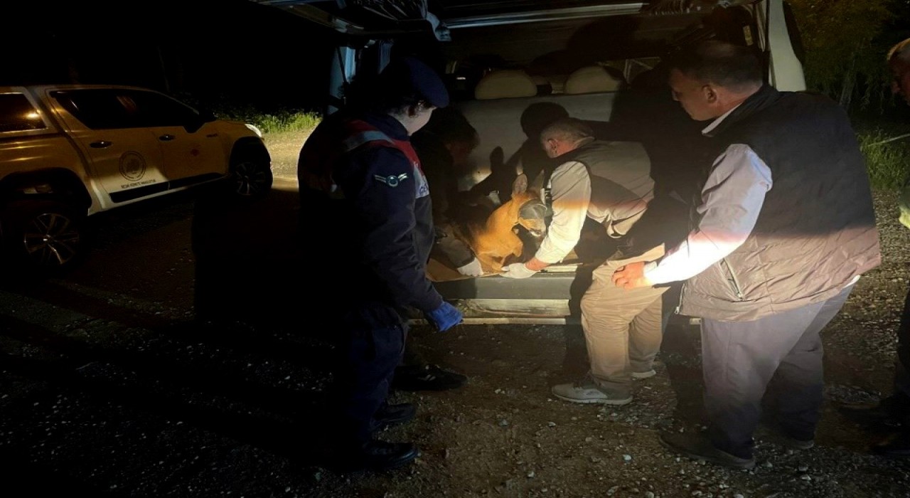 Yaralı karacayı jandarma koruma altına aldı
