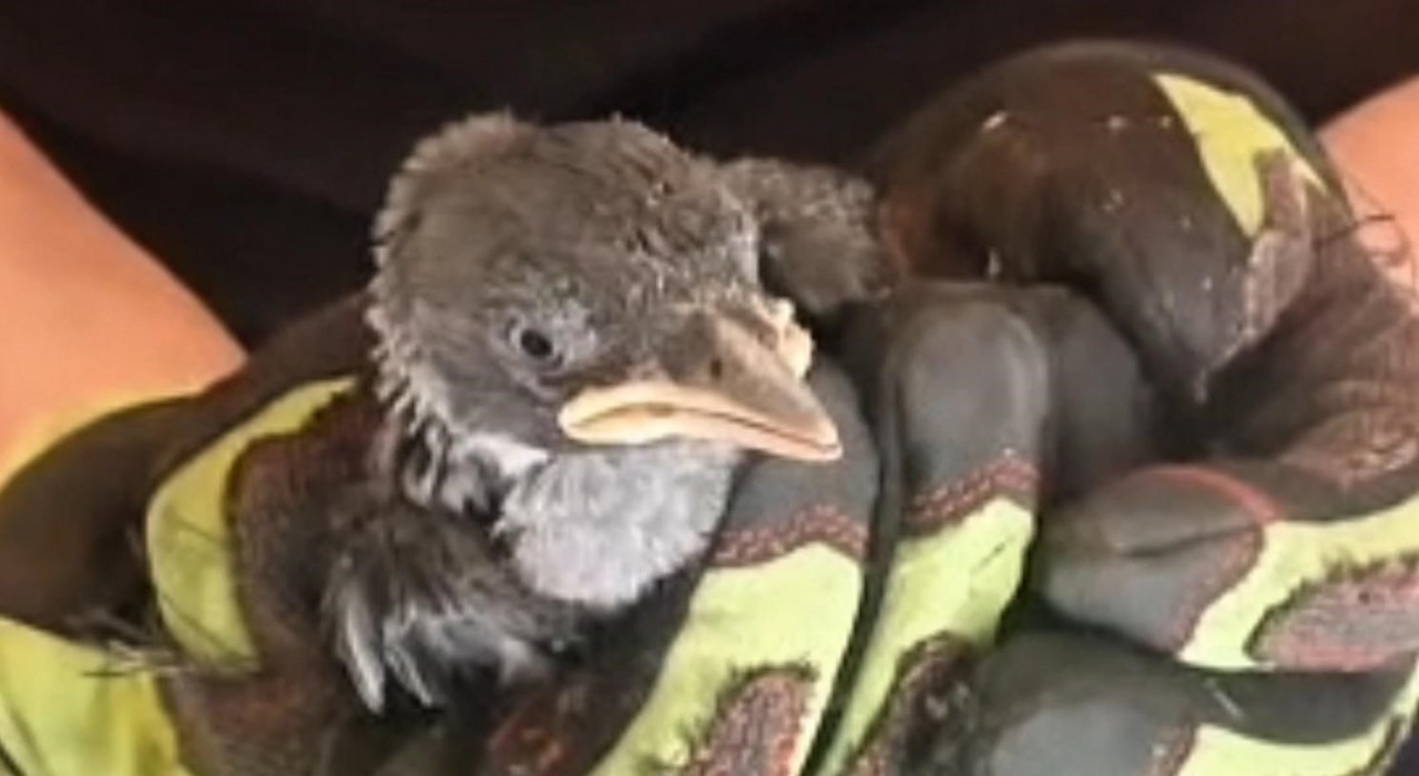 Yavru karga ve kediyi itfaiye kurtardı