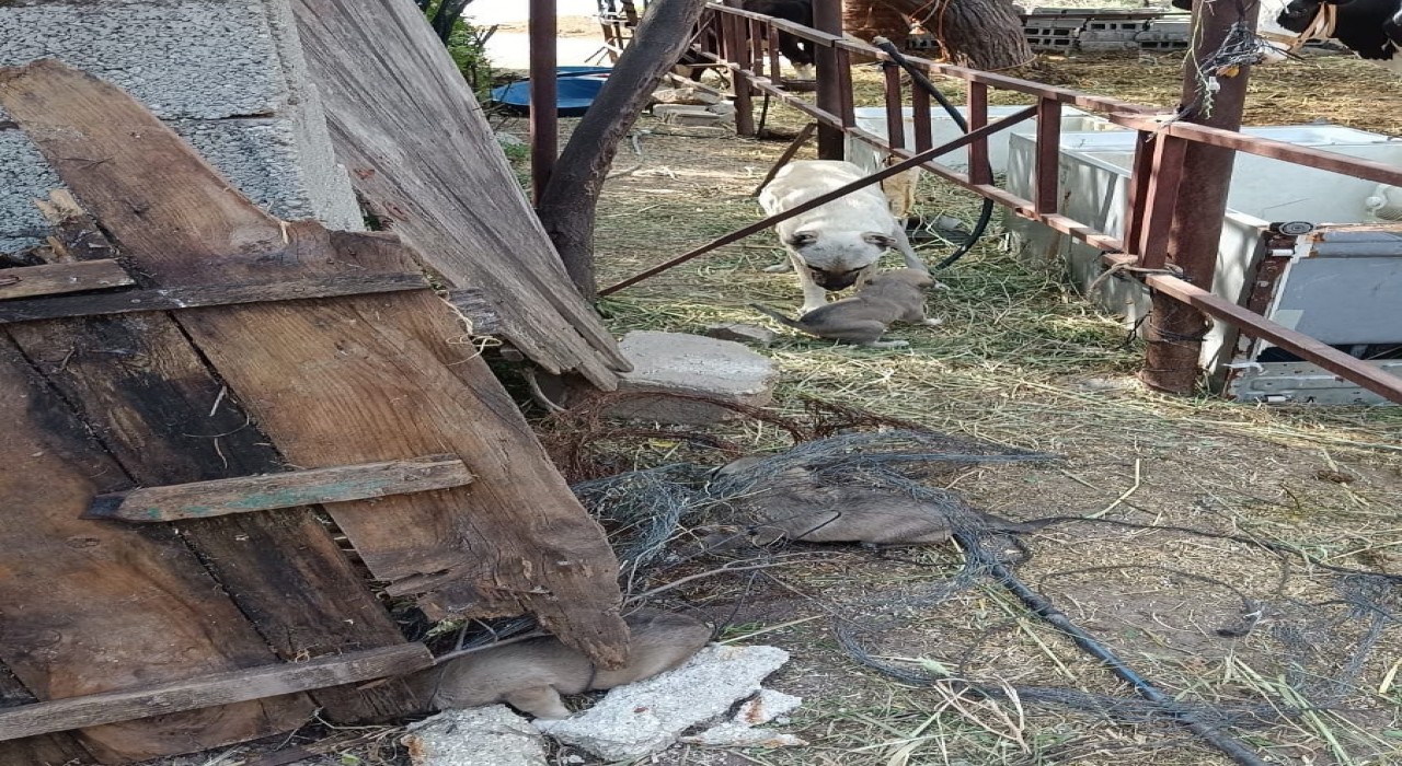 Yavruları kurtarılana kadar ekiplerin başını bekledi