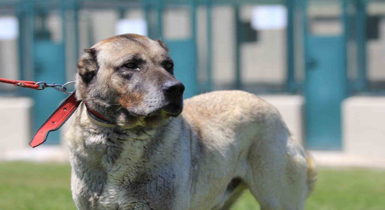 Yavrusunun fiyatı 17 bin 400 lira ve sahip olmak için 6 ay sıra bekleniyor
