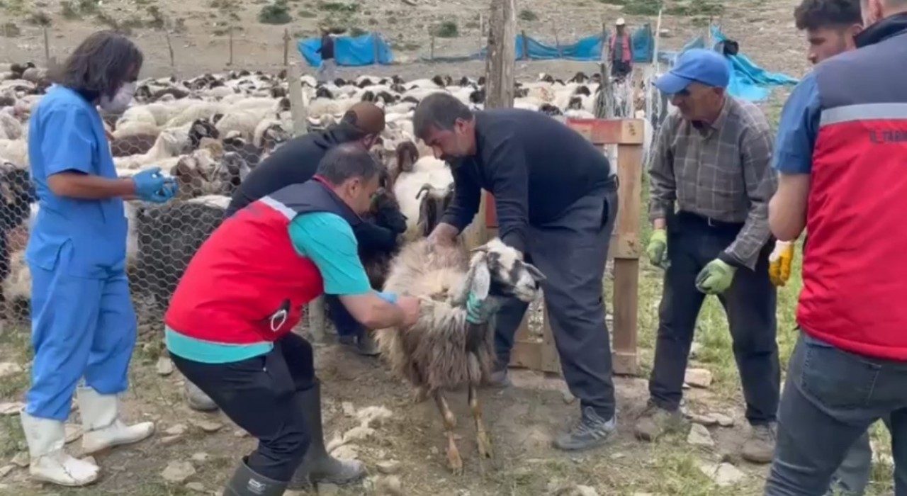 Yüksekovada şap hastalığına karşı aşılama çalışması devam ediyor