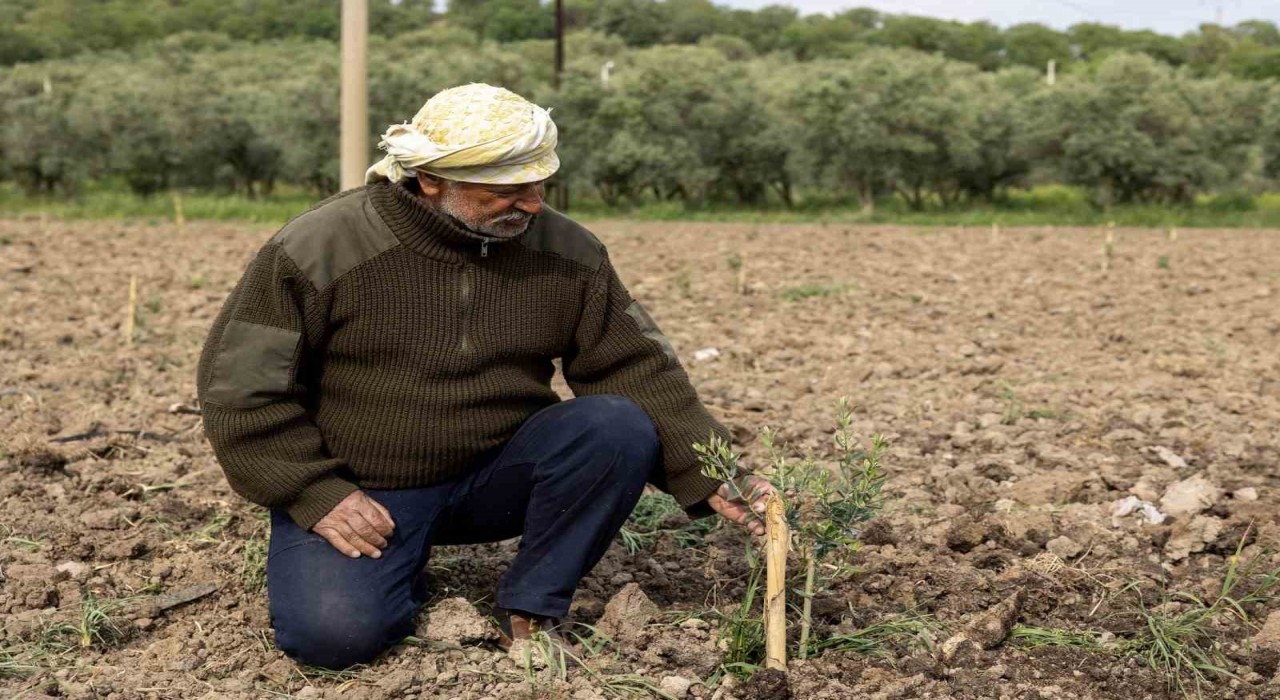 Yunusemrede fidanlar toprakla buluşuyor
