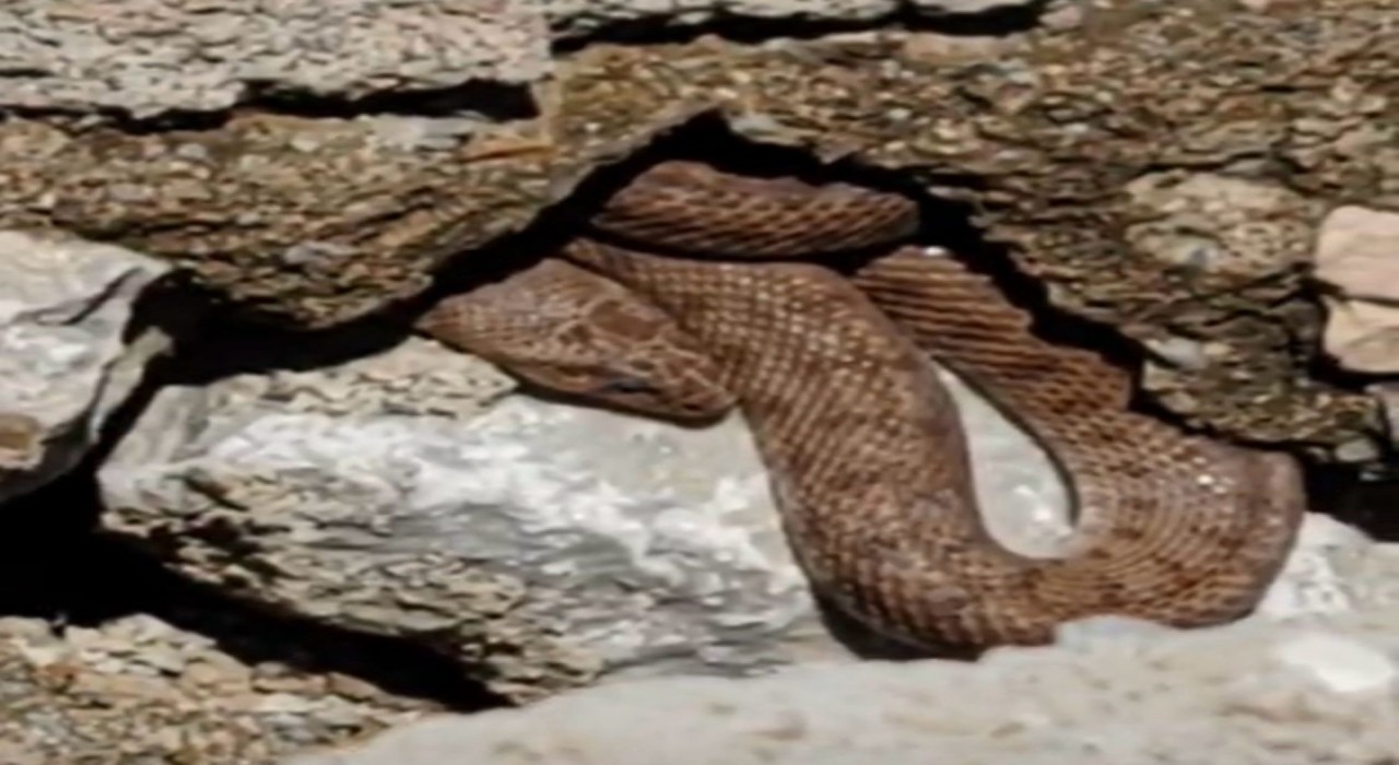 Yürüyüş yolundaki yılan esnafı korkuttu