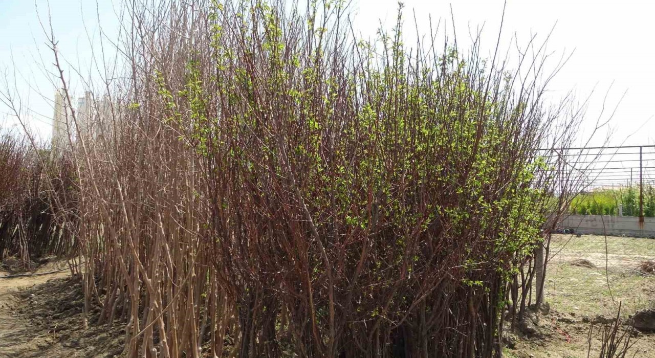 Zirai don binlerce meyve fidanını da vurdu