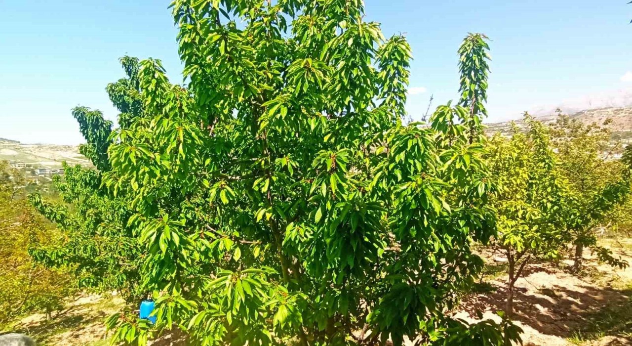Zirai donun zarara yol açtığı Malatyada kiraz yaprağı ümit oldu