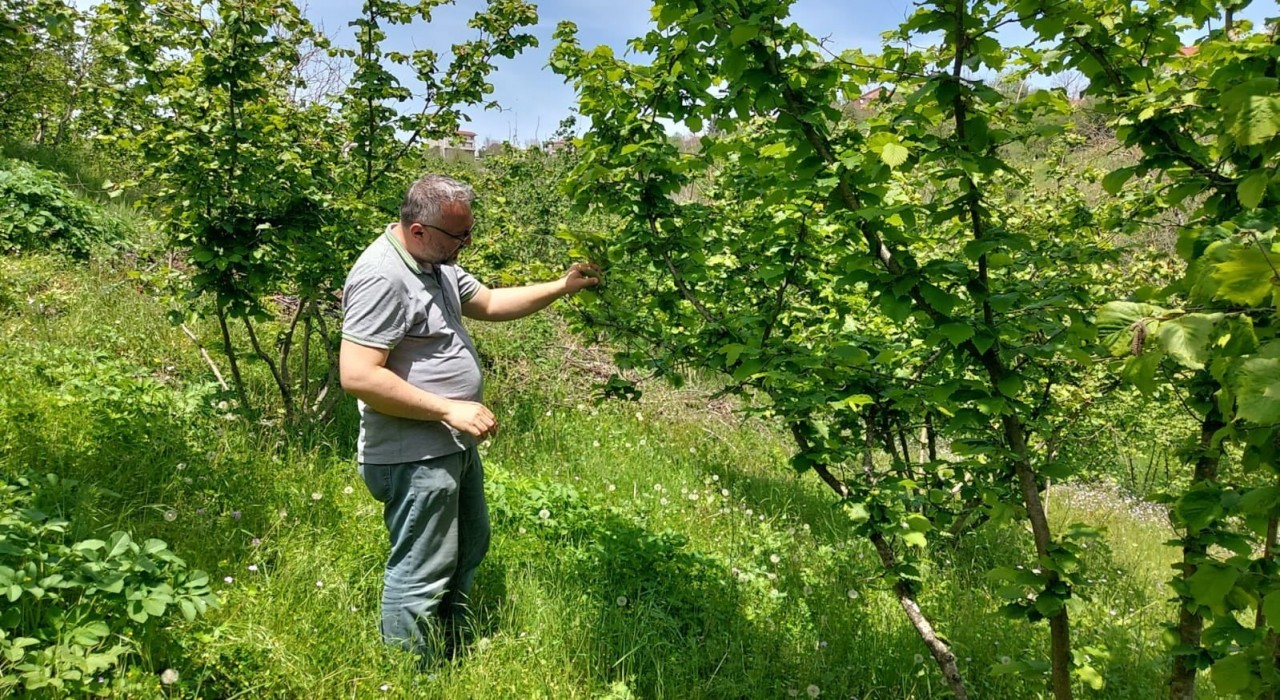 Zonguldakta zirai don ve hastalık kontrolleri sürüyor