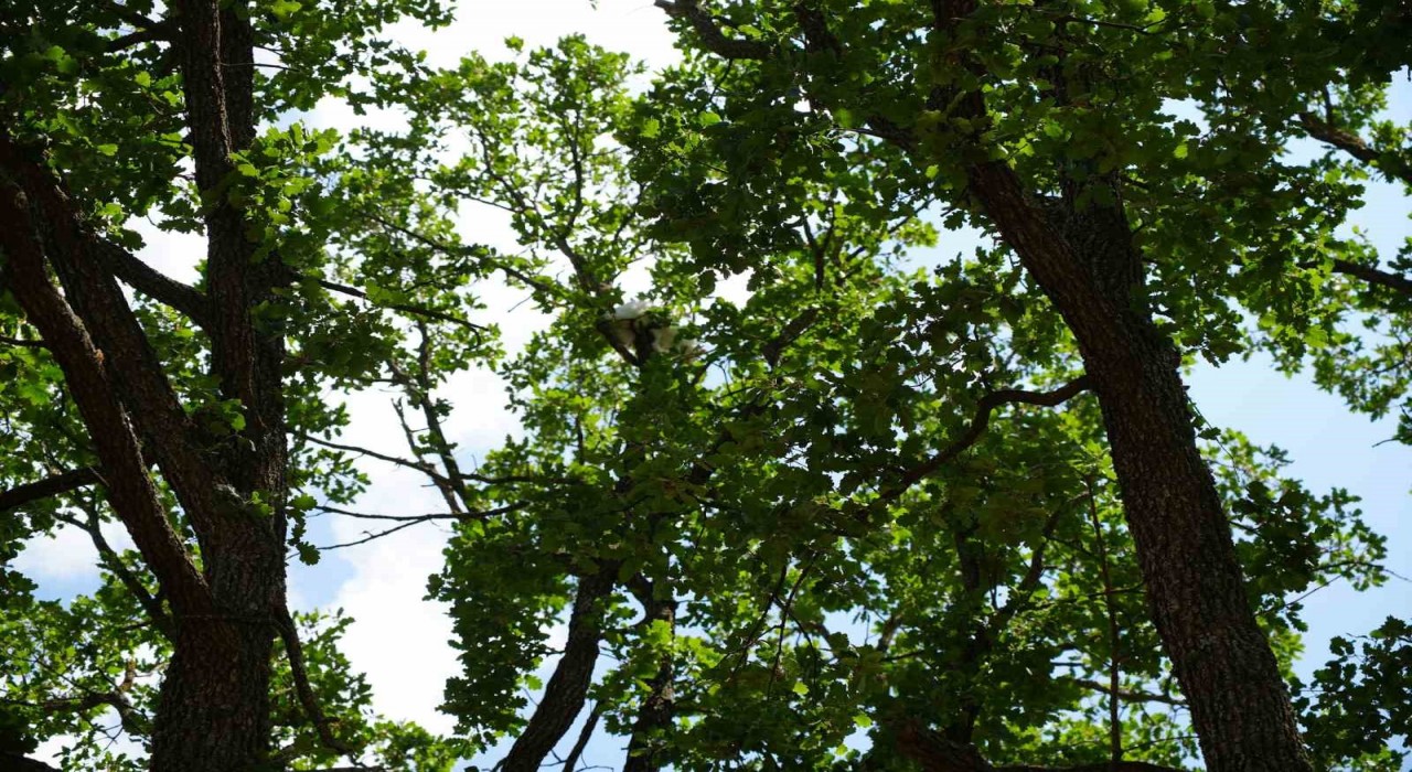 18 saat mahsur kalan kedisine kavuşunca gözyaşlarına boğuldu