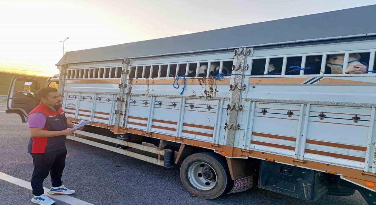 1915 Çanakkale Köprüsünde kurbanlık hayvan denetimi