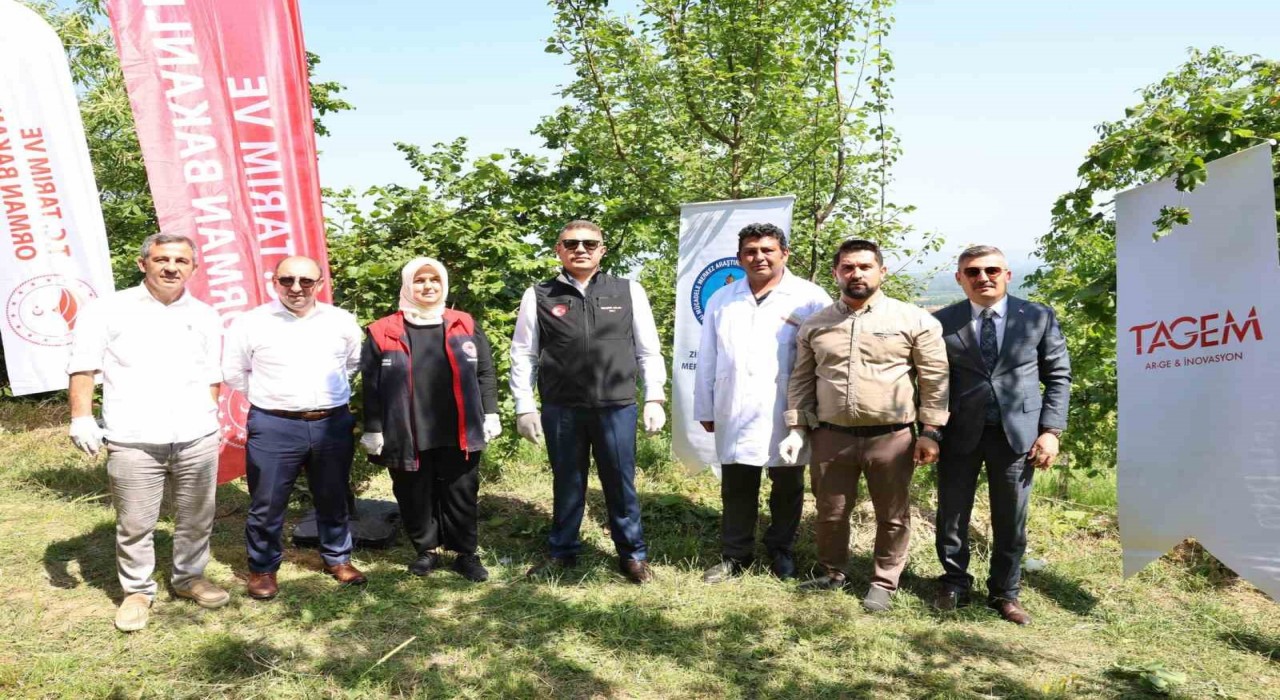 20 bin Samurai arısı salındı