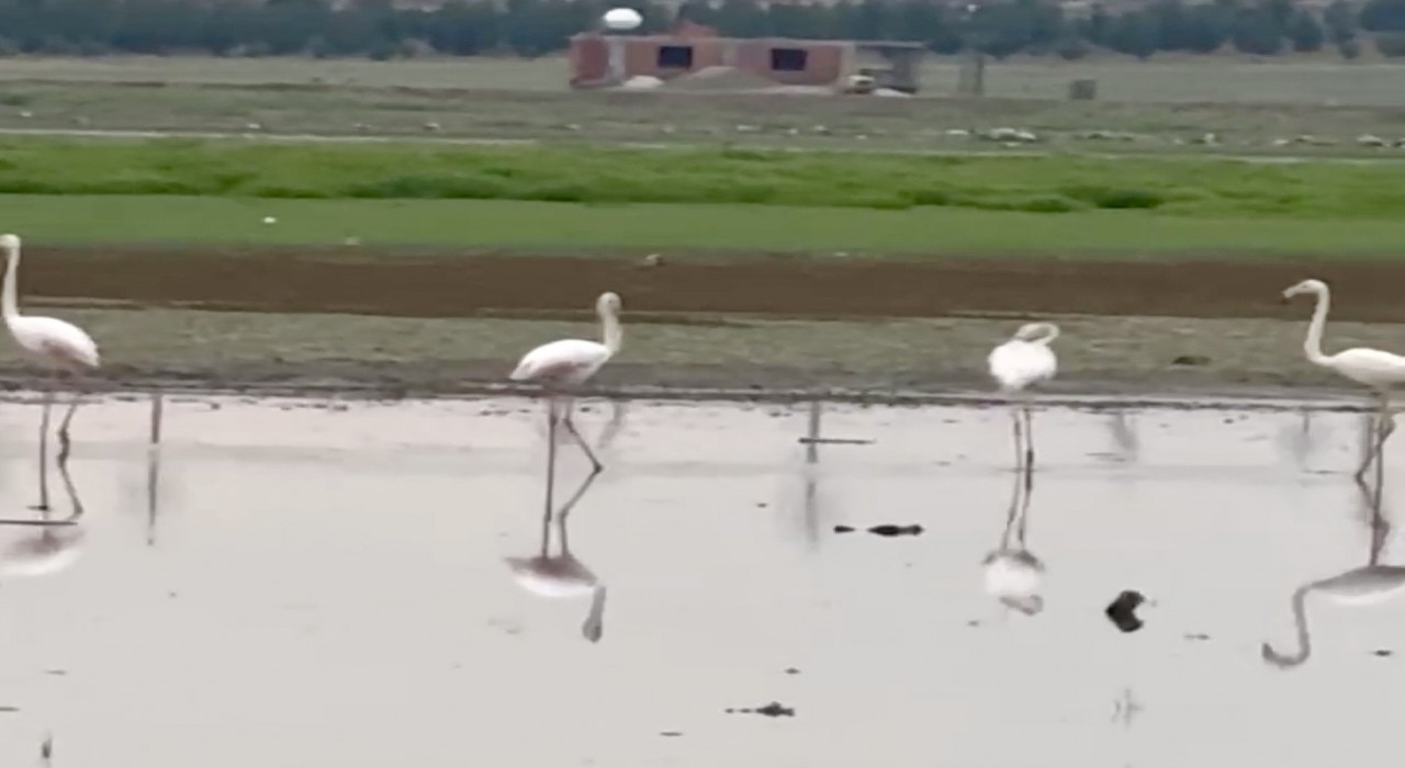 280 türden fazla kuşa ev sahipliği yapan Diyarbakırda uzun yıllar sonra flamingo görüldü
