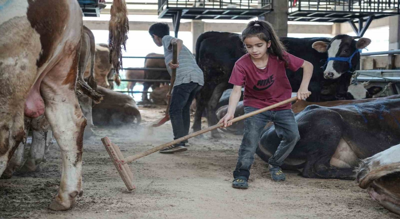 8 yaşındaki Ecrin hayvan pazarının en küçük satıcısı