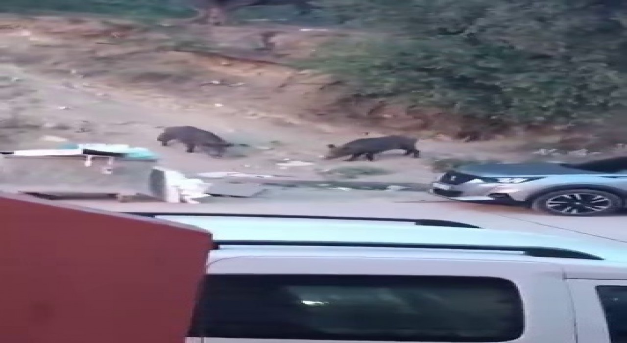 Aç kalan domuzlar çöpte yem aradı