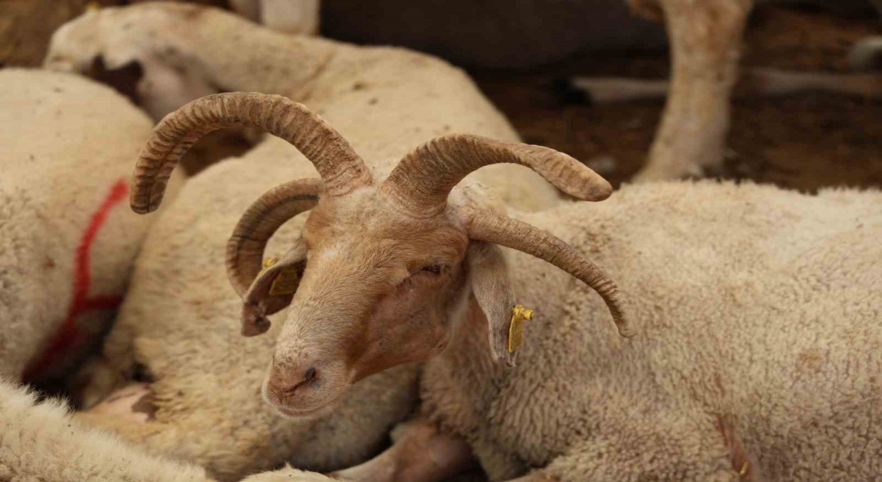 Adanada 4 boynuzlu koçlar kurban pazarlarının gözdesi oldu