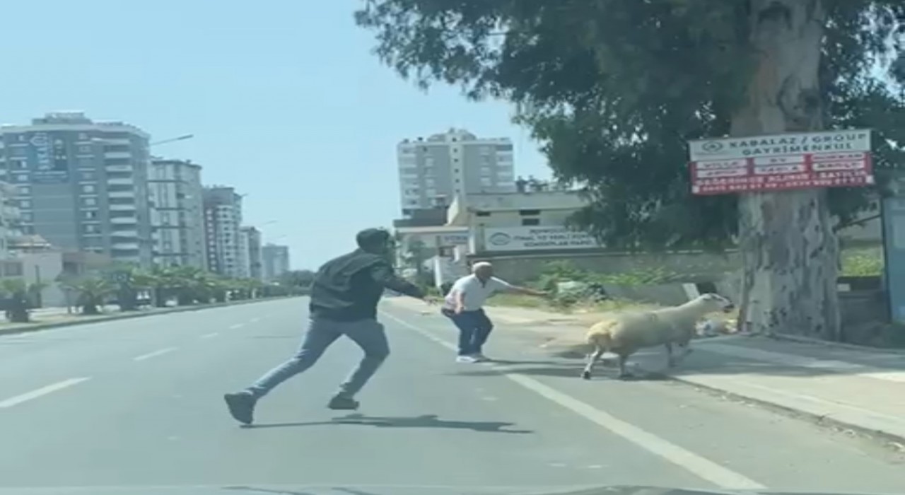 Adanada kaçan koyun ve keçiler sahiplerini peşlerinden koşturdu