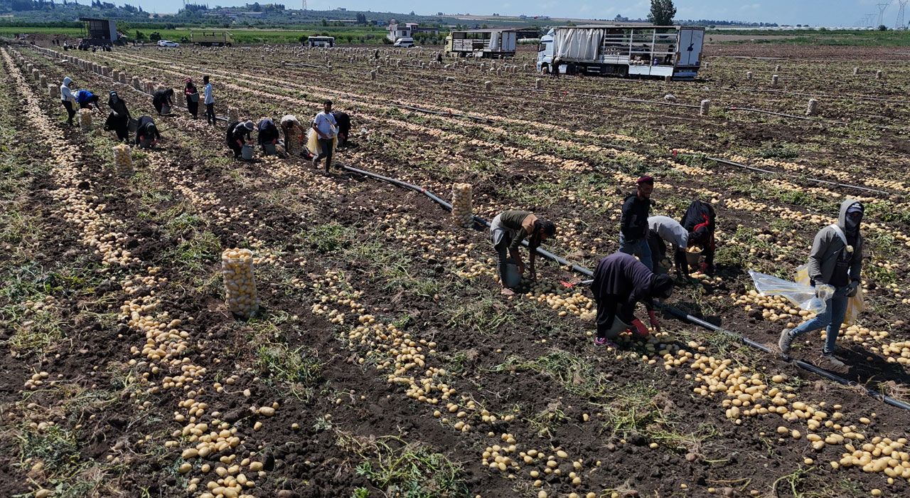 Adana’da Patates Hasadında Fiyatlar Yarı Yarıya Düştü