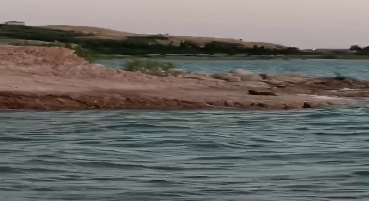 Adıyamanda su samuru görüldü