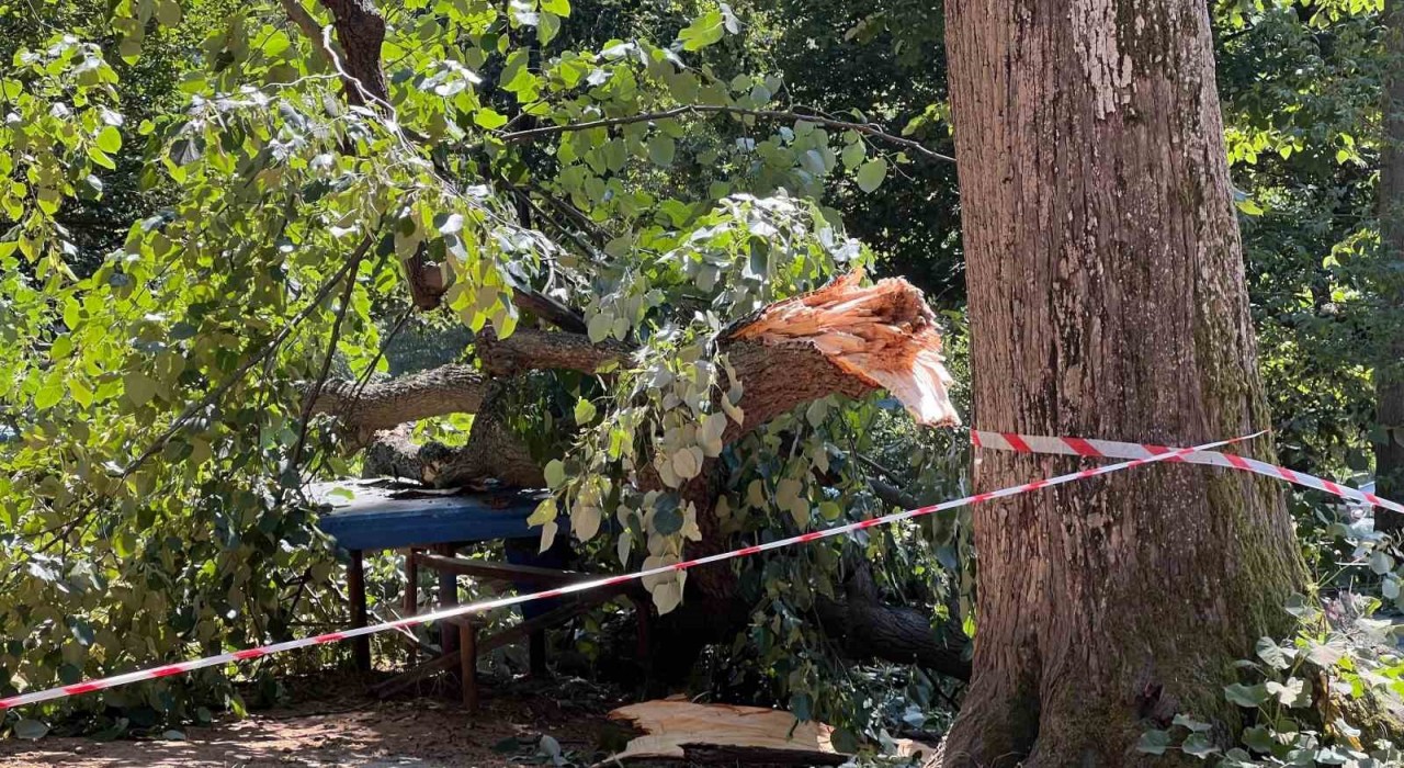 Ağacın altında birinin kaldığını düşünen vatandaşların panik anı kamerada
