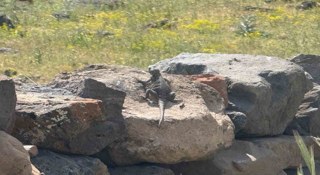 Ağrı Dağı eteklerinde nadir görülen Kafkas Keleri görüntülendi