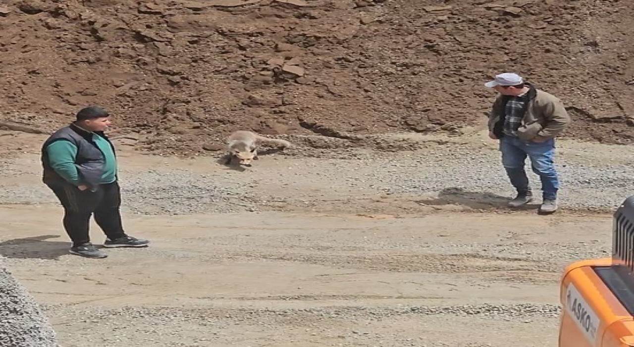 Ahlatta tilki, pomza ocağının müdavimi oldu: Her gün işçilerin sofrasına konuk oluyor