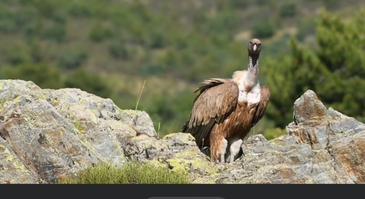 Akbabalar fotokapanlarla böyle görüntülendi