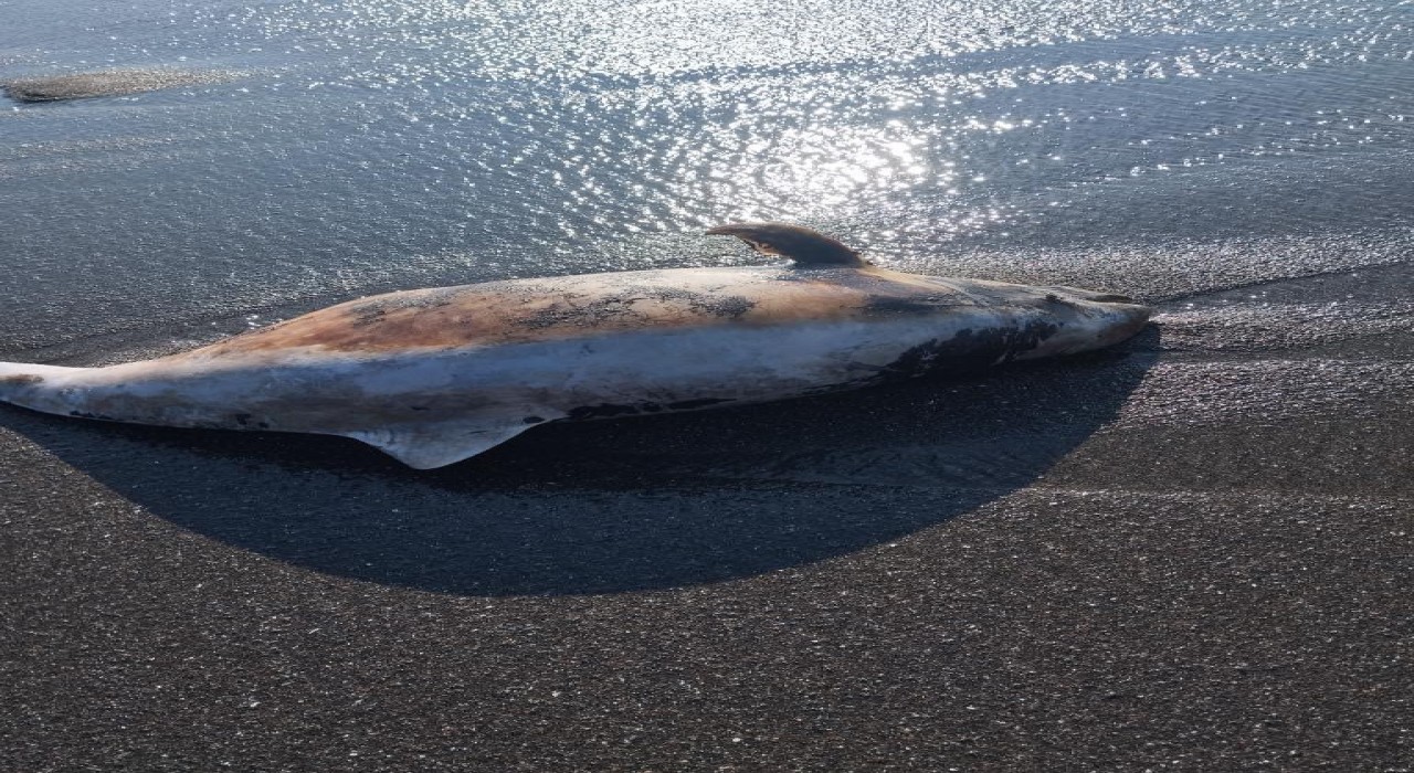 Akçakocada ölü yunus sahile vurdu