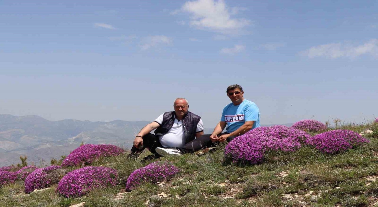 Akdağın zirvesinde fuşya renkli görsel şölen