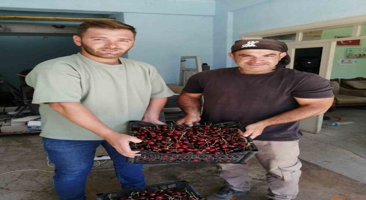 Akşehirde ilk kiraz hasat edildi