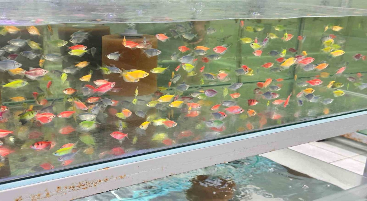 Akvaryum merakı artıyor, bilinçsiz kurulum balıkları tehdit ediyor