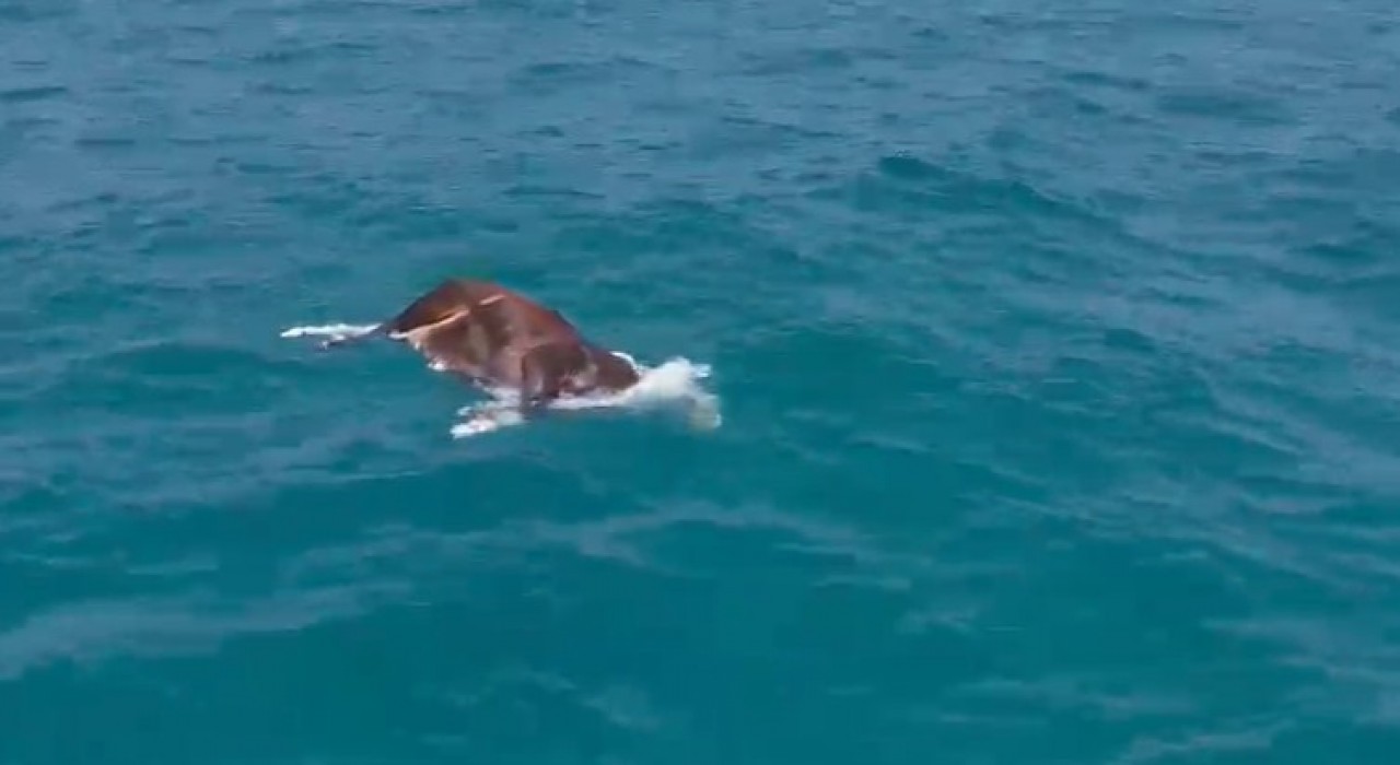 Alanyada denizde ölü inek bulundu