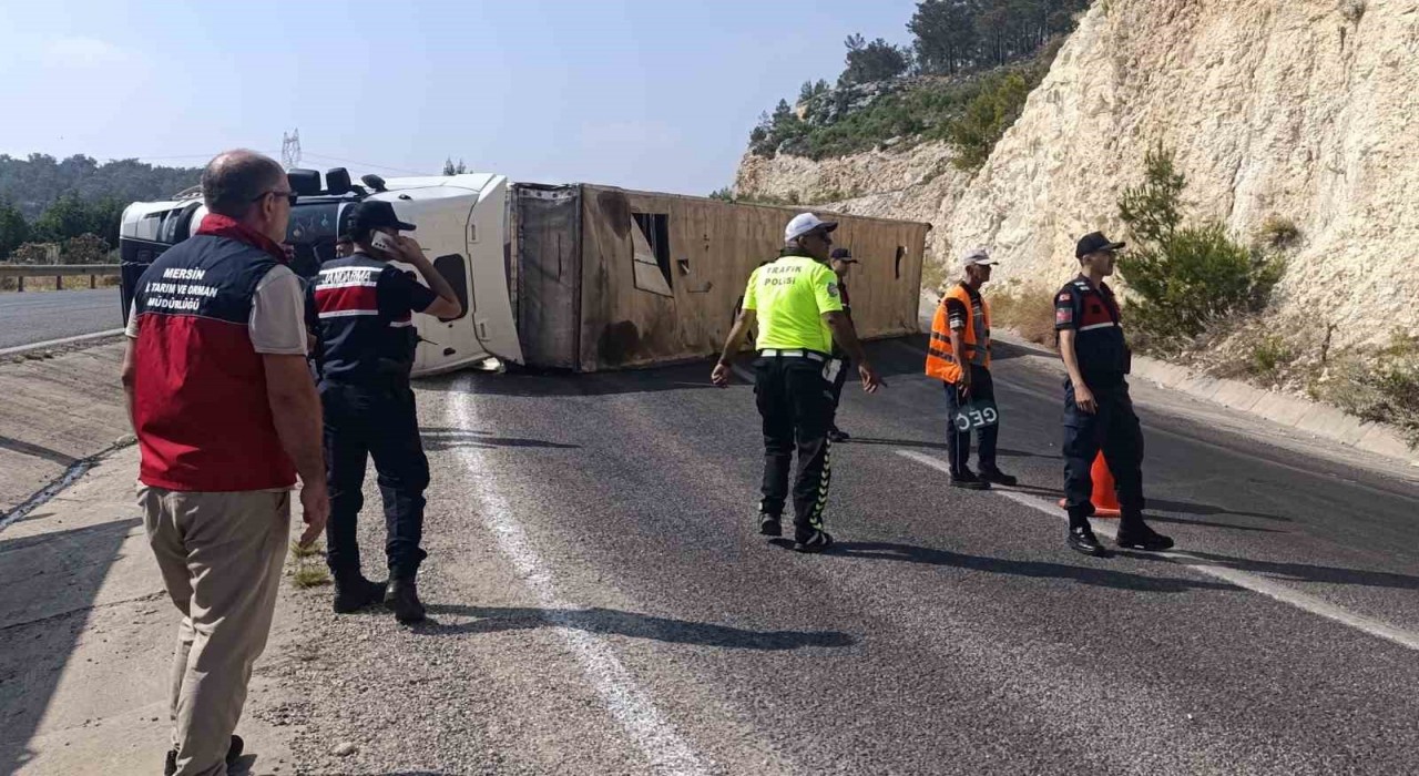 Angus yüklü tır devrildi, kaçan hayvanlar yakalandı
