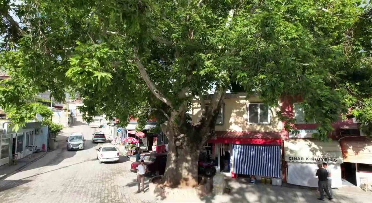 ‘Anıt ağaç olarak tescillenen 600 yıllık çınar Tut ilçesinin simgesi