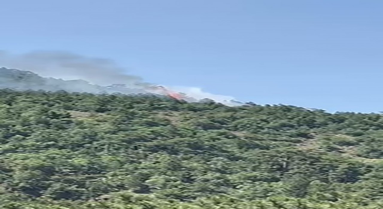 Ankarada orman yangını çıktı